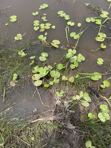 Image of Regnellidium diphyllum by no rights reserved