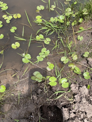 Image of Regnellidium diphyllum by no rights reserved