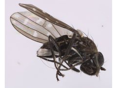 Scatella