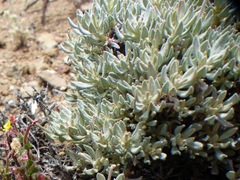 Eriogonum wrightii subscaposum