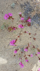 Diplacus deschutesensis