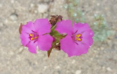 Diplacus deschutesensis