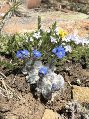 Eritrichium argenteum