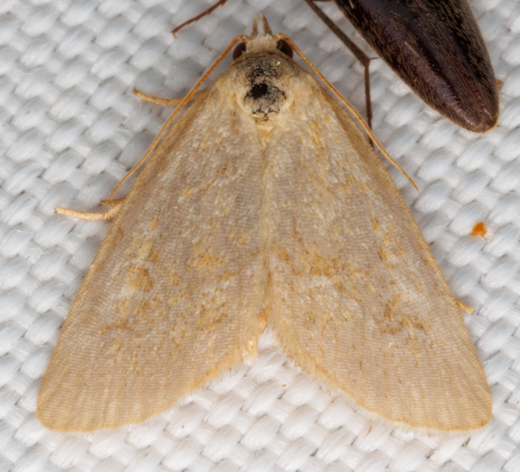 Pale Glyph from Emmett Calhoun County, MI, USA on August 18, 2024 at 01