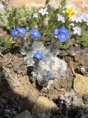 Eritrichium argenteum