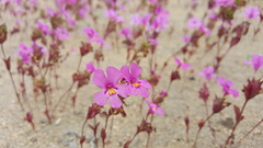 Diplacus deschutesensis