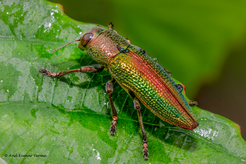 Lampetis fastuosa