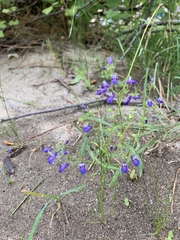 Collinsia torreyi