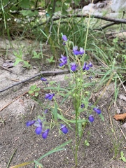 Collinsia torreyi