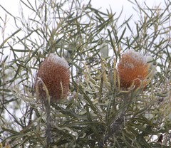 Banksia prionotes