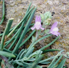 Linaria capraria