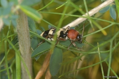 Chlorophorus trifasciatus