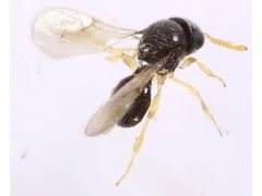 Platygastridae