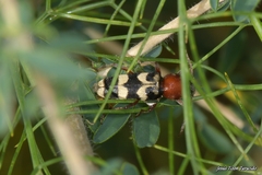 Chlorophorus trifasciatus