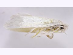 Acraephnes litodes