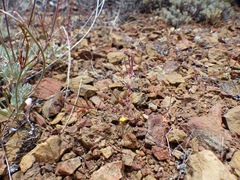 Camissonia strigulosa
