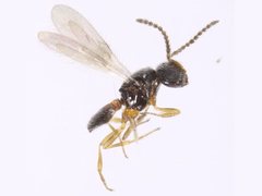 Baeus