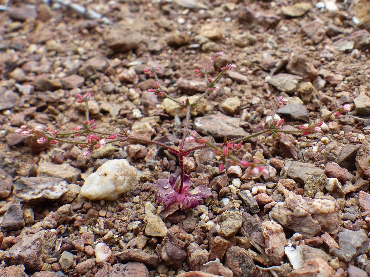 Eriogonum hirtiflorum