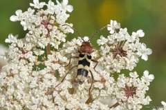 Chlorophorus trifasciatus