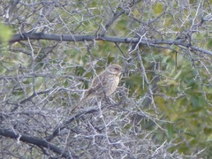 Artemisiospiza belli