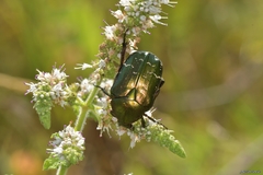 Cetonia aurataeformis