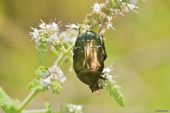 Cetonia aurataeformis