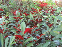 Excoecaria cochinchinensis