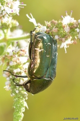 Cetonia aurataeformis