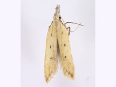 Dichomeris acuminatus