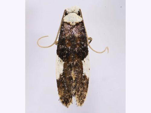 White-blotched Clothes Moth, photo 5 of 10
