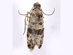 Lobesia peltophora