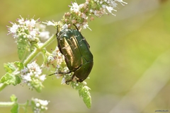 Cetonia aurataeformis