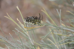 Grevillea hookeriana