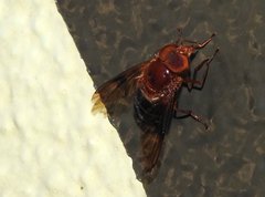 Volucella