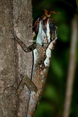 Calotes ceylonensis