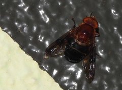 Volucella