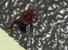 Volucella