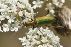 Chrysanthia reitteri