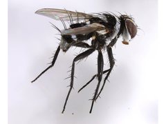 Trigonospila cingulata