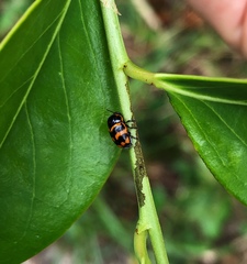Cryptocephalus trifasciatus