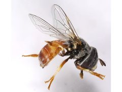 Paragus crenulatus