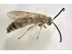 Radumeris radula