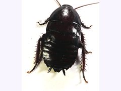 Melanozosteria nitida