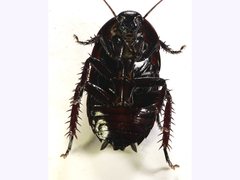 Melanozosteria nitida