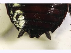 Melanozosteria nitida