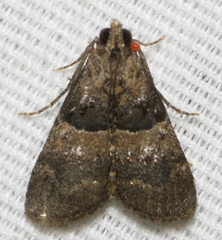 Pococera scortealis