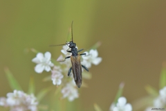 Oedemera simplex