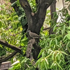 Streptopelia chinensis