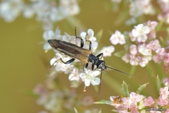 Oedemera simplex