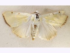 Xanthodes amata